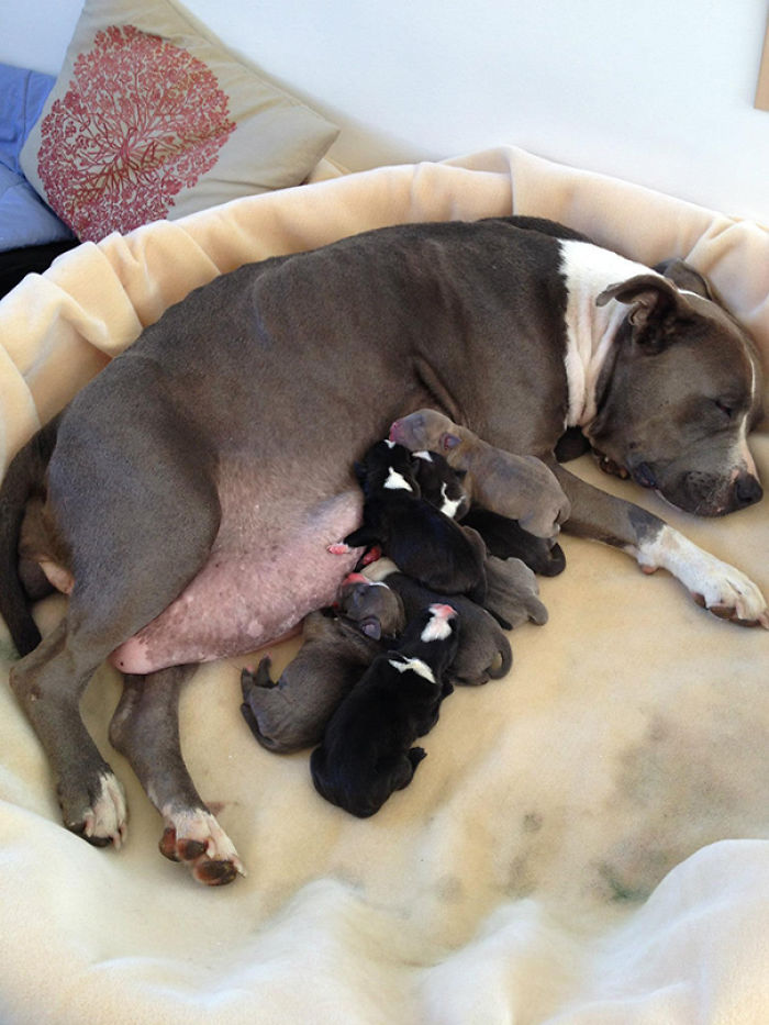 50 Proud Dog Mommies With Their Puppies