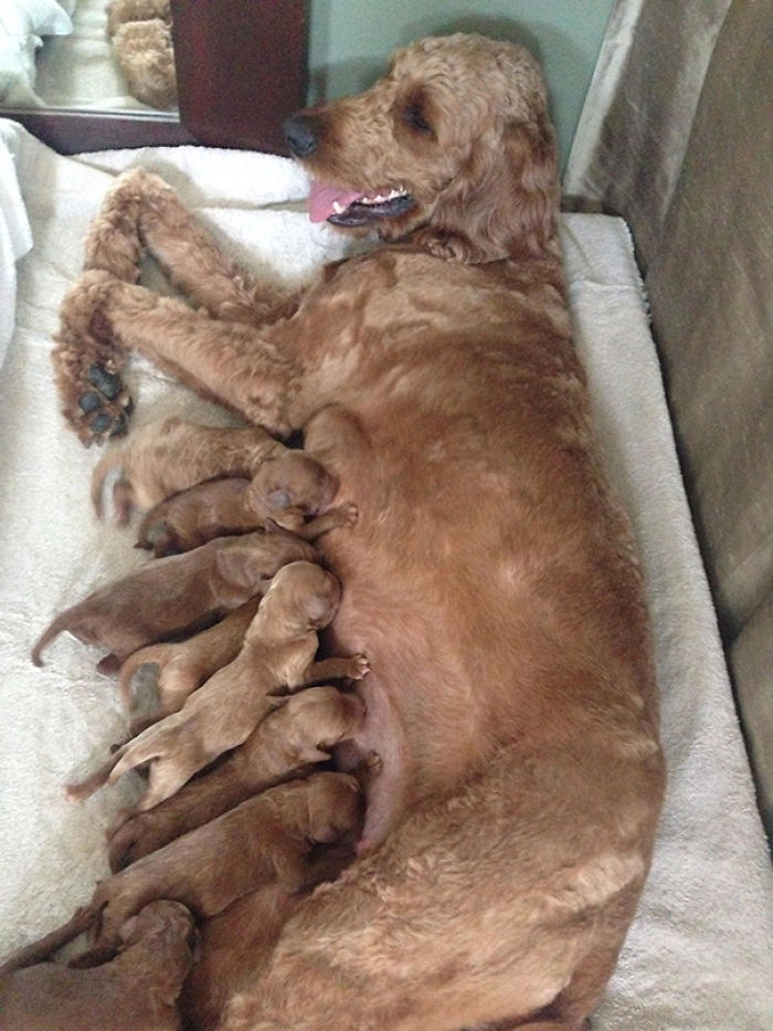 50 Proud Dog Mommies With Their Puppies