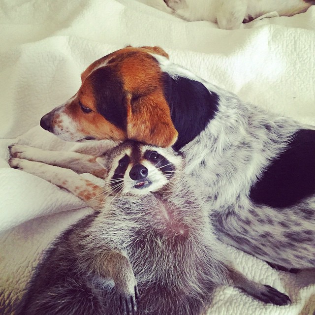 Orphaned Raccoon Rescued By Family With Dogs Thinks She’s A Dog, Too Orphaned Raccoon Rescued By Family With Dogs Thinks She’s A Dog, Too