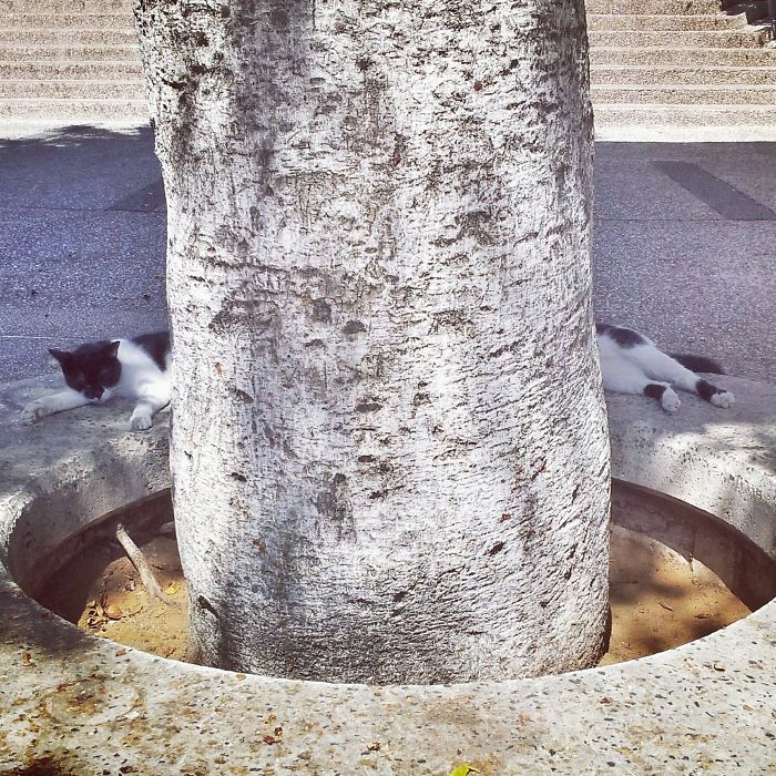 99 Purrfectly Timed Cat Photos Taken At The Right Meowment 99 Purrfectly Timed Cat Photos Taken At The Right Meowment