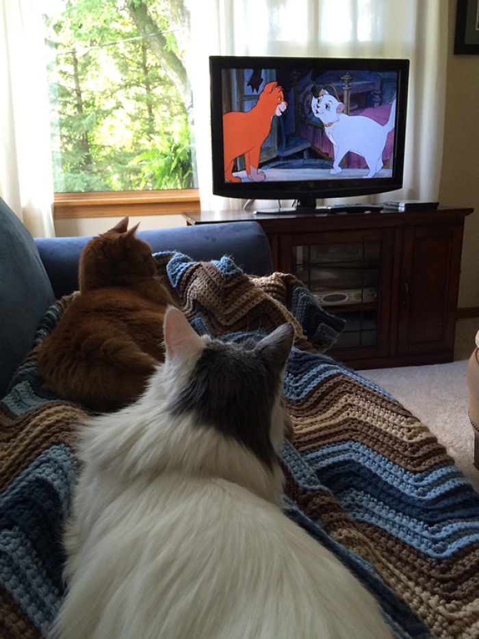 99 Purrfectly Timed Cat Photos Taken At The Right Meowment 99 Purrfectly Timed Cat Photos Taken At The Right Meowment