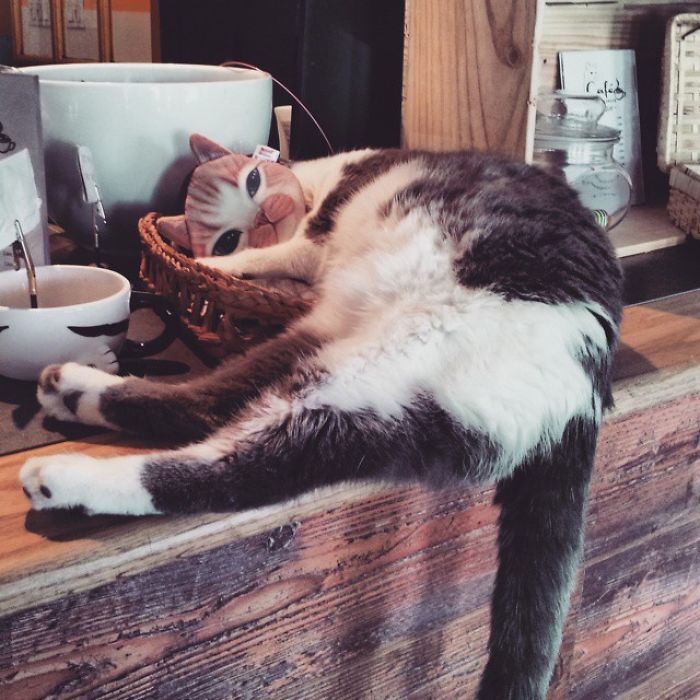 99 Purrfectly Timed Cat Photos Taken At The Right Meowment 99 Purrfectly Timed Cat Photos Taken At The Right Meowment