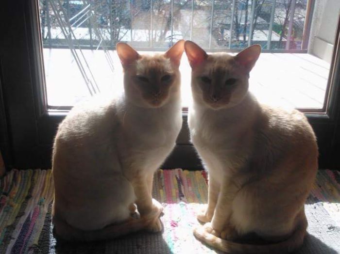 99 Purrfectly Timed Cat Photos Taken At The Right Meowment 99 Purrfectly Timed Cat Photos Taken At The Right Meowment