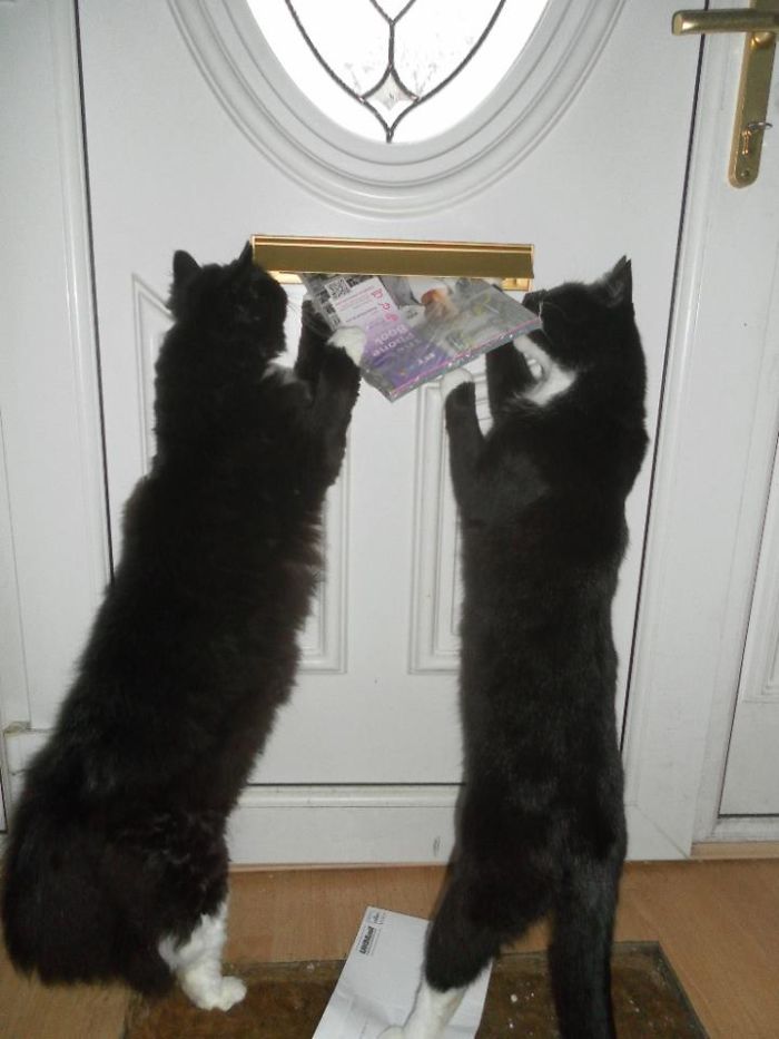 99 Purrfectly Timed Cat Photos Taken At The Right Meowment 99 Purrfectly Timed Cat Photos Taken At The Right Meowment