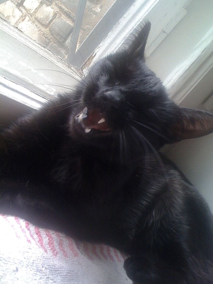 99 Purrfectly Timed Cat Photos Taken At The Right Meowment