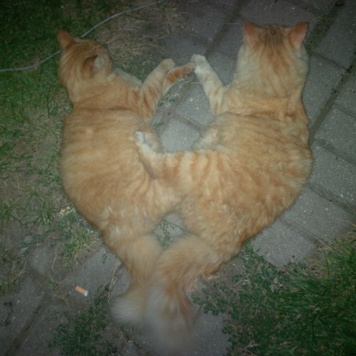 99 Purrfectly Timed Cat Photos Taken At The Right Meowment 99 Purrfectly Timed Cat Photos Taken At The Right Meowment