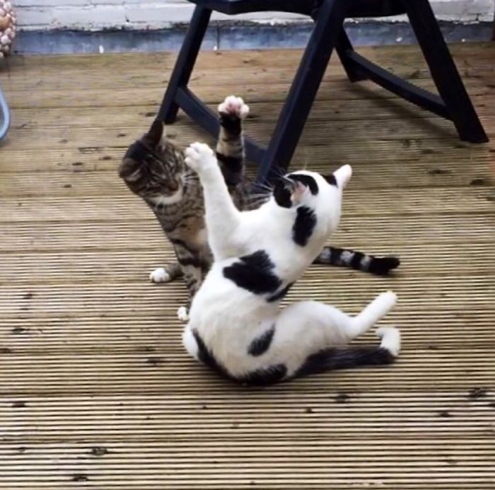 99 Purrfectly Timed Cat Photos Taken At The Right Meowment 99 Purrfectly Timed Cat Photos Taken At The Right Meowment