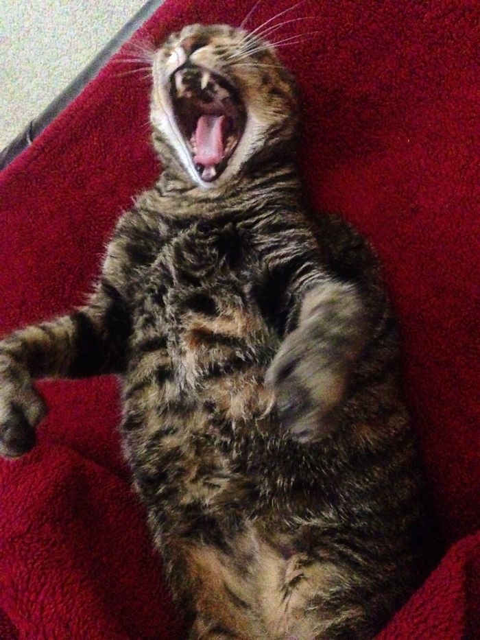 99 Purrfectly Timed Cat Photos Taken At The Right Meowment 99 Purrfectly Timed Cat Photos Taken At The Right Meowment