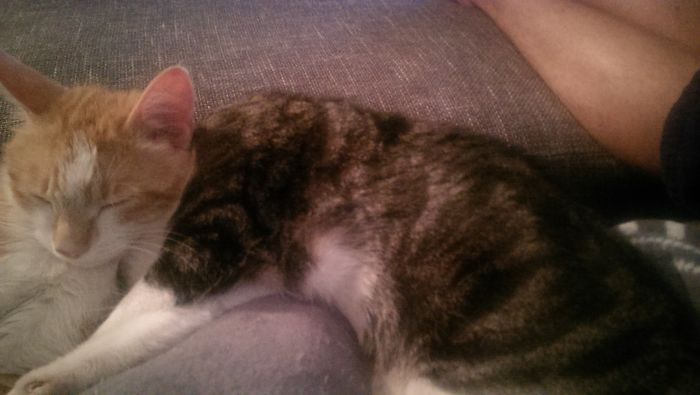 99 Purrfectly Timed Cat Photos Taken At The Right Meowment 99 Purrfectly Timed Cat Photos Taken At The Right Meowment