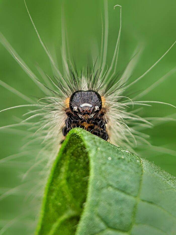 I’m A Photographer Who Captured 55 Macro Shots Of The Hidden World Of Insects