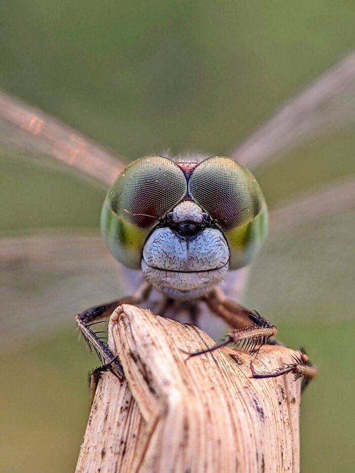 I’m A Photographer Who Captured 55 Macro Shots Of The Hidden World Of Insects