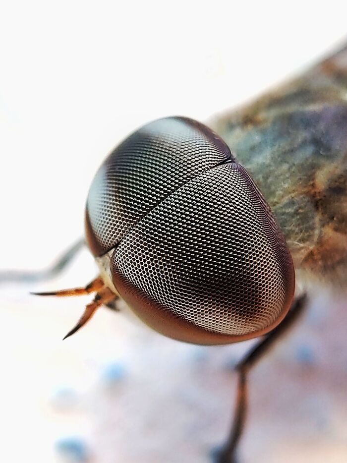 I’m A Photographer Who Captured 55 Macro Shots Of The Hidden World Of Insects