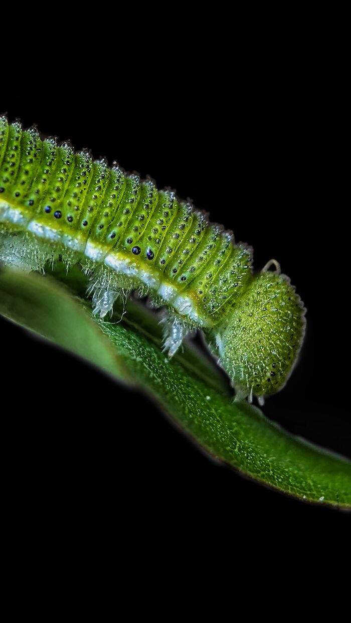 I’m A Photographer Who Captured 55 Macro Shots Of The Hidden World Of Insects