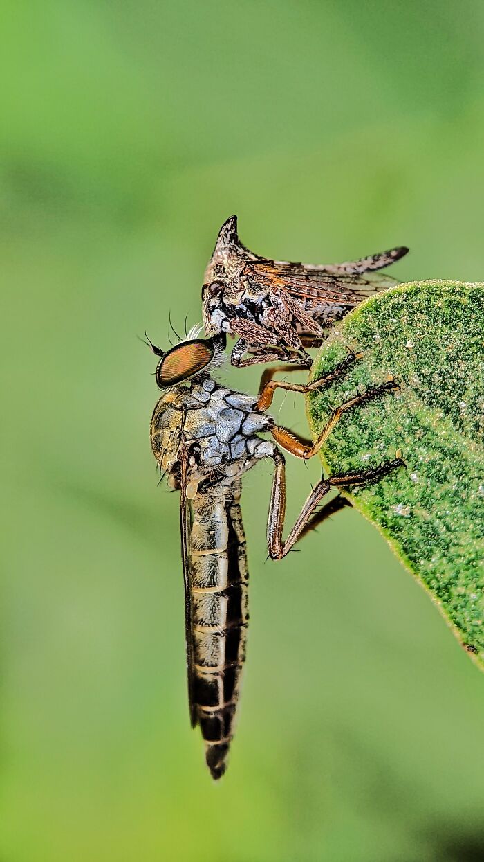 I’m A Photographer Who Captured 55 Macro Shots Of The Hidden World Of Insects