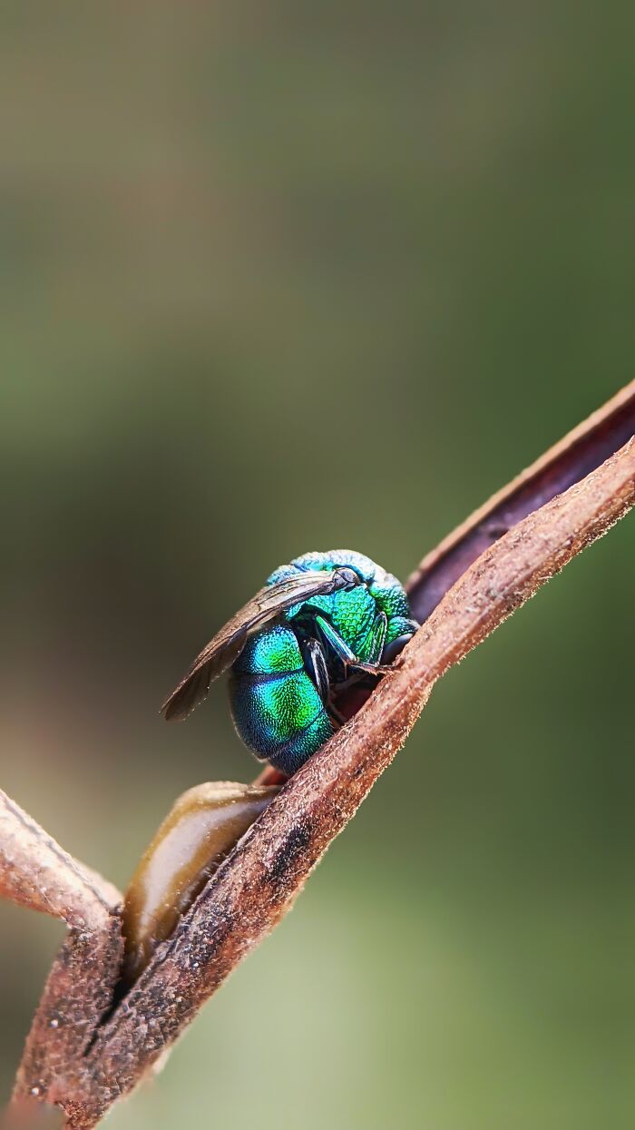 I’m A Photographer Who Captured 55 Macro Shots Of The Hidden World Of Insects