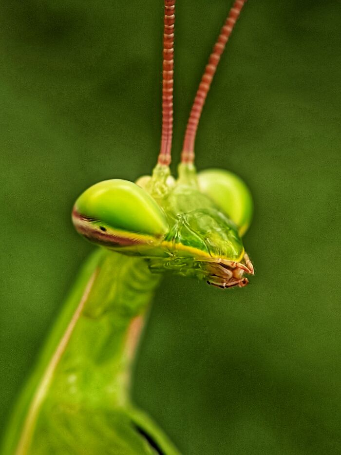 I’m A Photographer Who Captured 55 Macro Shots Of The Hidden World Of Insects