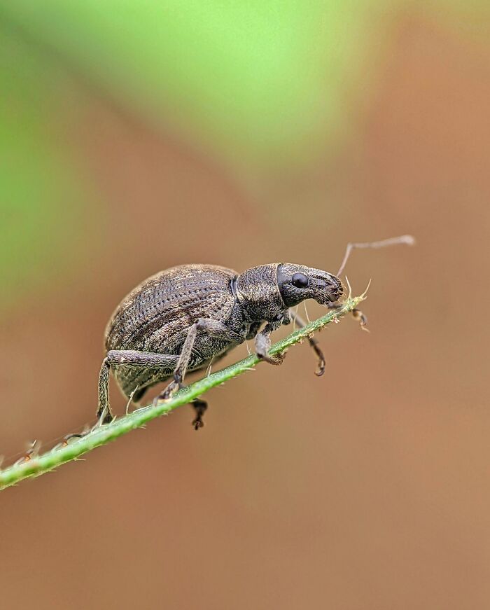 I’m A Photographer Who Captured 55 Macro Shots Of The Hidden World Of Insects