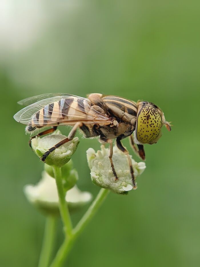 I’m A Photographer Who Captured 55 Macro Shots Of The Hidden World Of Insects