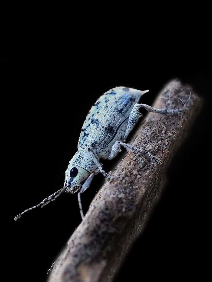 I’m A Photographer Who Captured 55 Macro Shots Of The Hidden World Of Insects