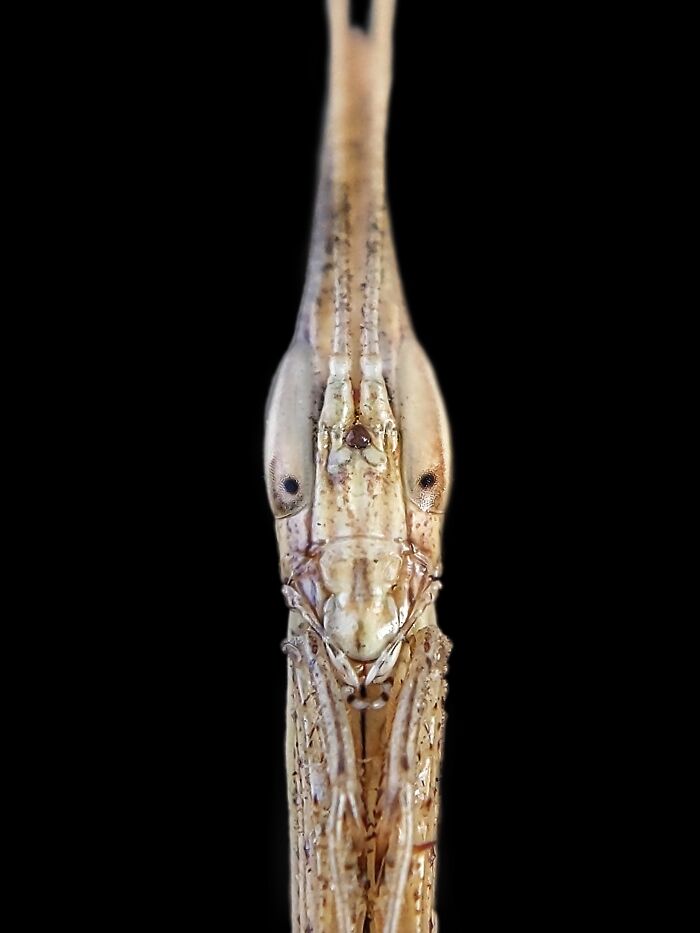 I’m A Photographer Who Captured 55 Macro Shots Of The Hidden World Of Insects