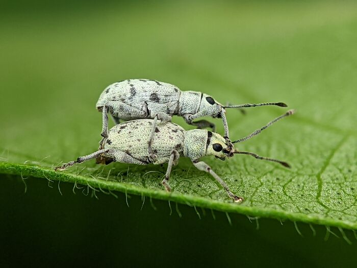 I’m A Photographer Who Captured 55 Macro Shots Of The Hidden World Of Insects