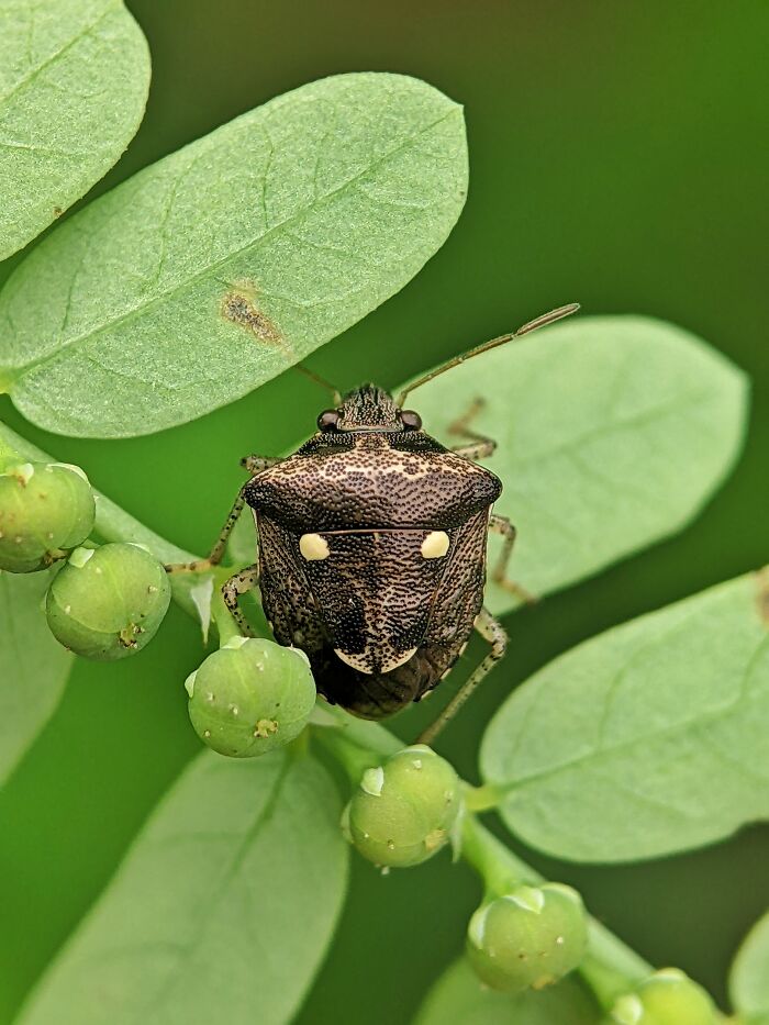 I’m A Photographer Who Captured 55 Macro Shots Of The Hidden World Of Insects