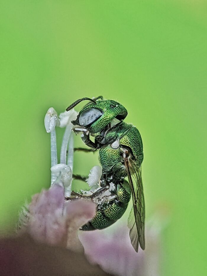 I’m A Photographer Who Captured 55 Macro Shots Of The Hidden World Of Insects