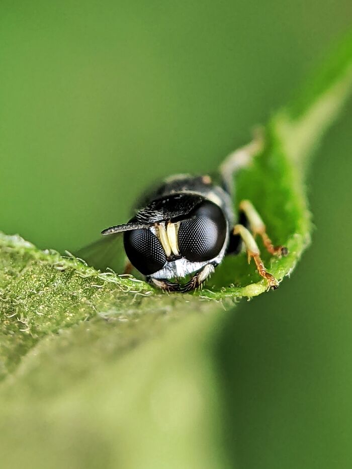 I’m A Photographer Who Captured 55 Macro Shots Of The Hidden World Of Insects