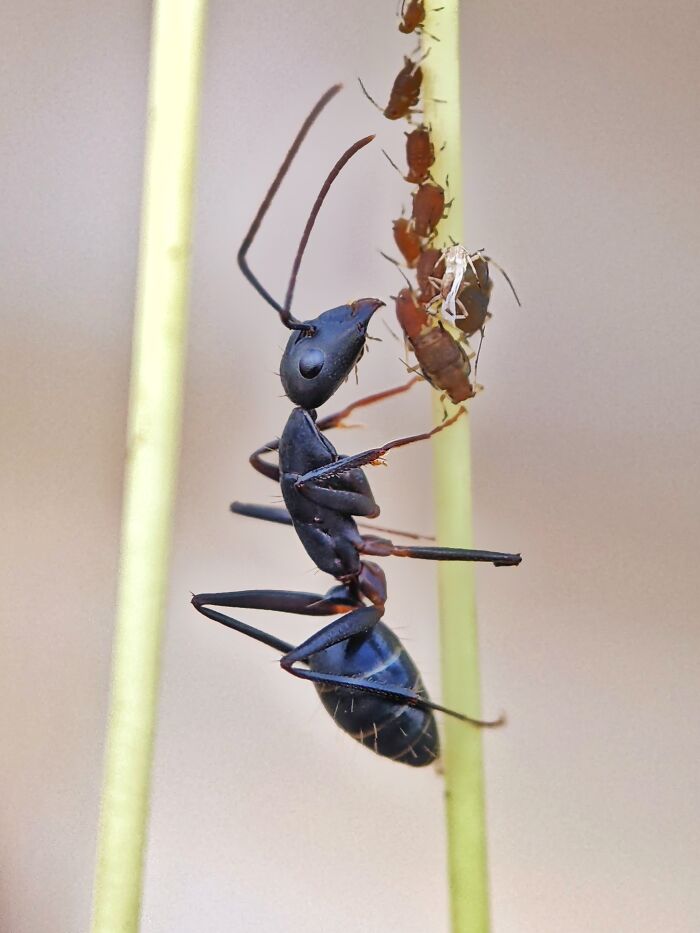 I’m A Photographer Who Captured 55 Macro Shots Of The Hidden World Of Insects