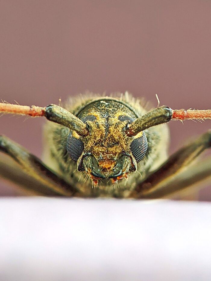 I’m A Photographer Who Captured 55 Macro Shots Of The Hidden World Of Insects