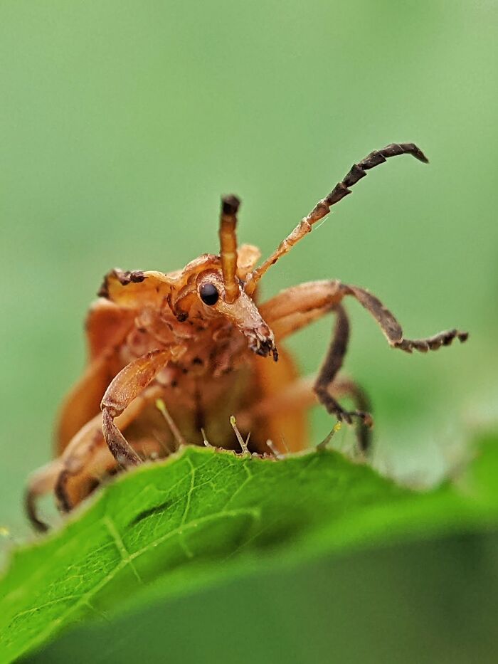 I’m A Photographer Who Captured 55 Macro Shots Of The Hidden World Of Insects
