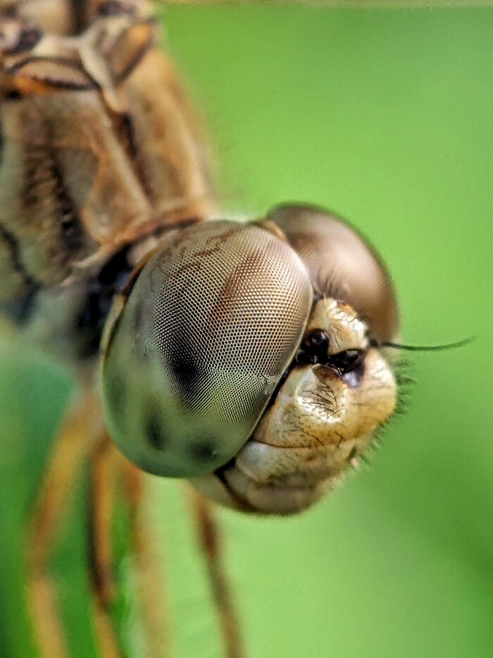 I’m A Photographer Who Captured 55 Macro Shots Of The Hidden World Of Insects