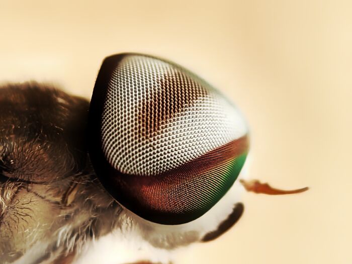 I’m A Photographer Who Captured 55 Macro Shots Of The Hidden World Of Insects