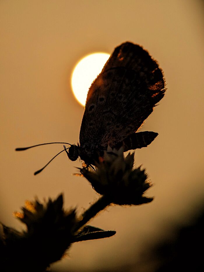 I’m A Photographer Who Captured 55 Macro Shots Of The Hidden World Of Insects