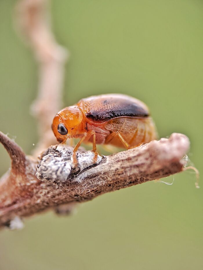 I’m A Photographer Who Captured 55 Macro Shots Of The Hidden World Of Insects