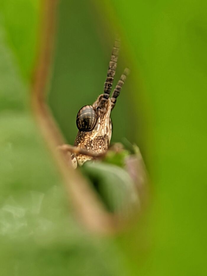 I’m A Photographer Who Captured 55 Macro Shots Of The Hidden World Of Insects