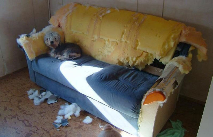 Who Owns A Pet As Naughty As A Little Demon? Who Owns A Pet As Naughty As A Little Demon?