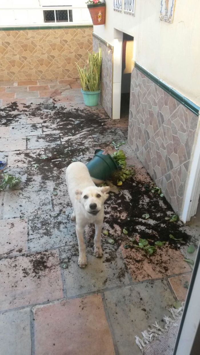 Who Owns A Pet As Naughty As A Little Demon? Who Owns A Pet As Naughty As A Little Demon?