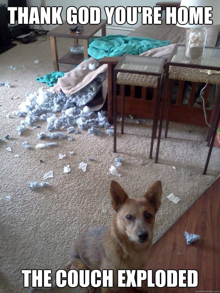 Who Owns A Pet As Naughty As A Little Demon? Who Owns A Pet As Naughty As A Little Demon?