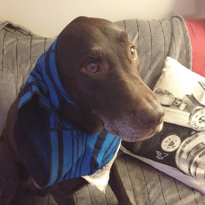 Who Owns A Pet As Naughty As A Little Demon? Who Owns A Pet As Naughty As A Little Demon?