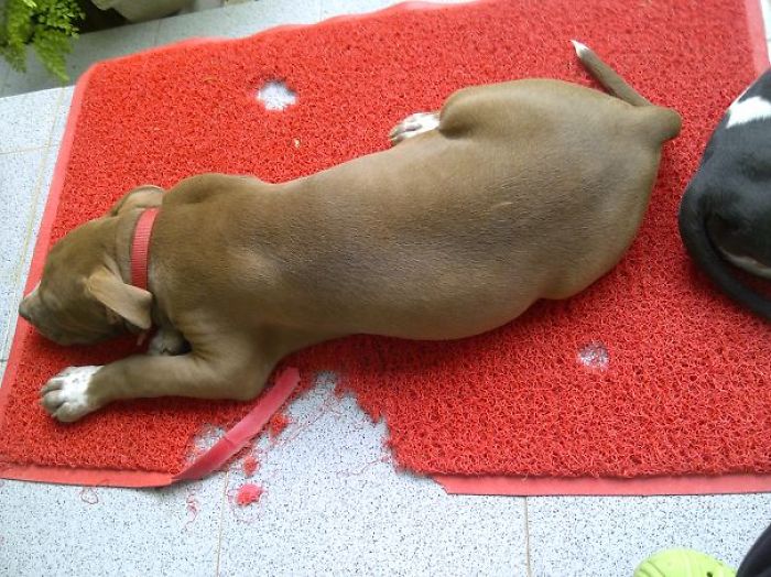 Who Owns A Pet As Naughty As A Little Demon? Who Owns A Pet As Naughty As A Little Demon?