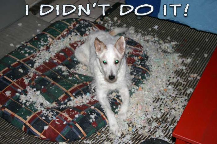 Who Owns A Pet As Naughty As A Little Demon? Who Owns A Pet As Naughty As A Little Demon?