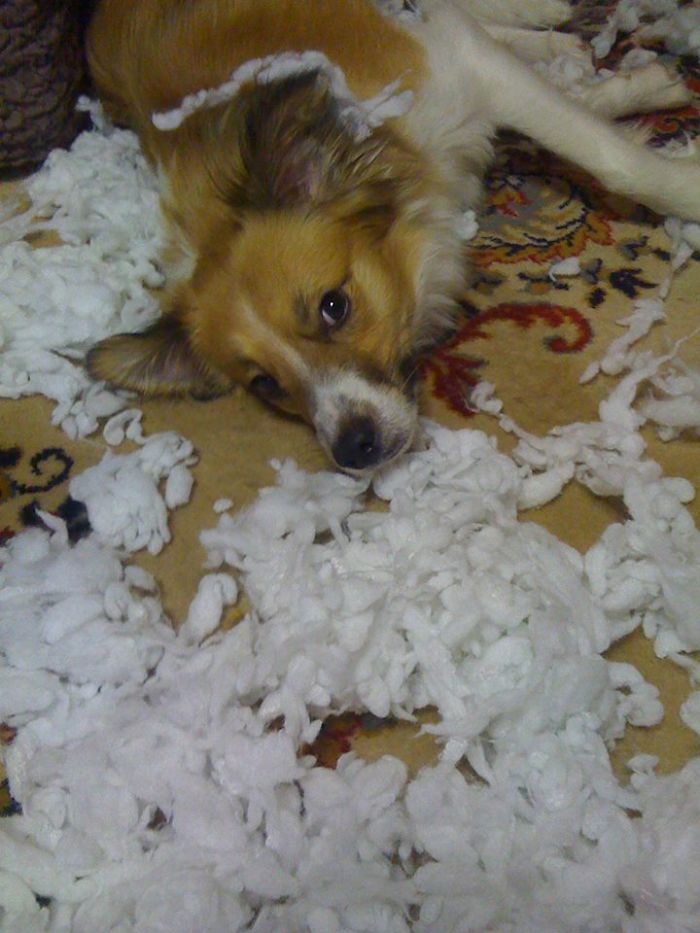 Who Owns A Pet As Naughty As A Little Demon? Who Owns A Pet As Naughty As A Little Demon?