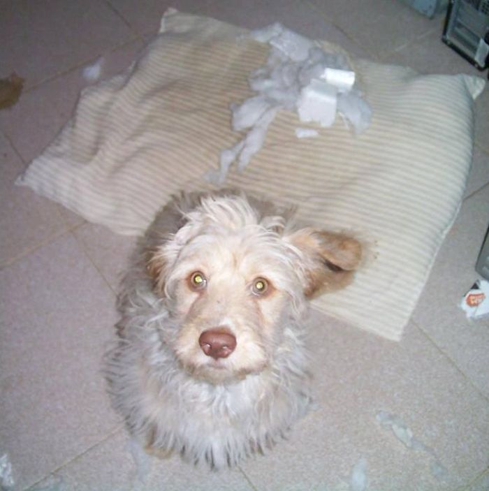 Who Owns A Pet As Naughty As A Little Demon? Who Owns A Pet As Naughty As A Little Demon?