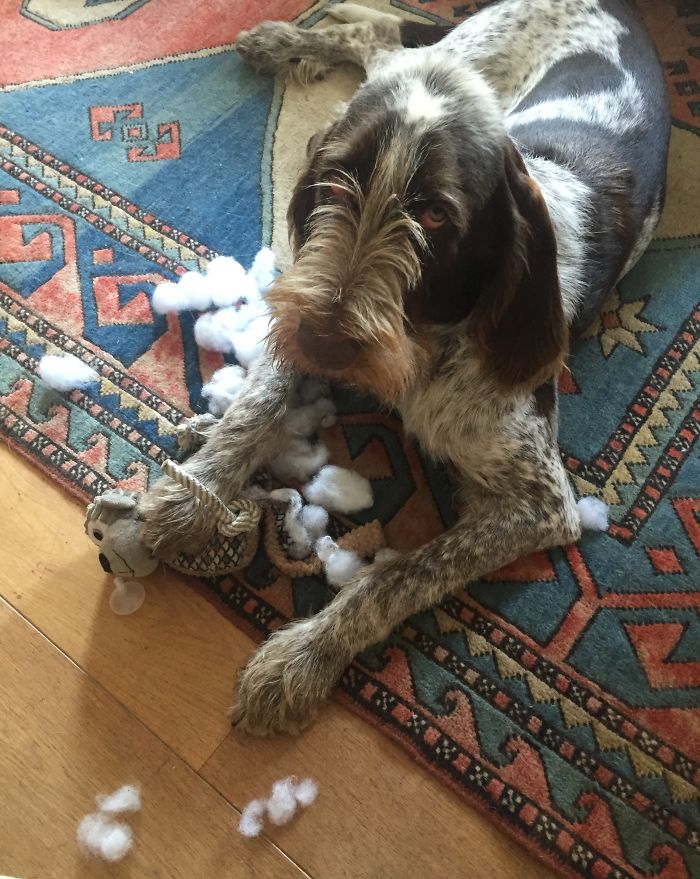 Who Owns A Pet As Naughty As A Little Demon? Who Owns A Pet As Naughty As A Little Demon?