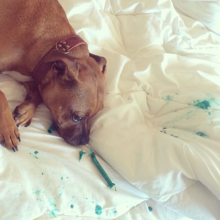 Who Owns A Pet As Naughty As A Little Demon? Who Owns A Pet As Naughty As A Little Demon?