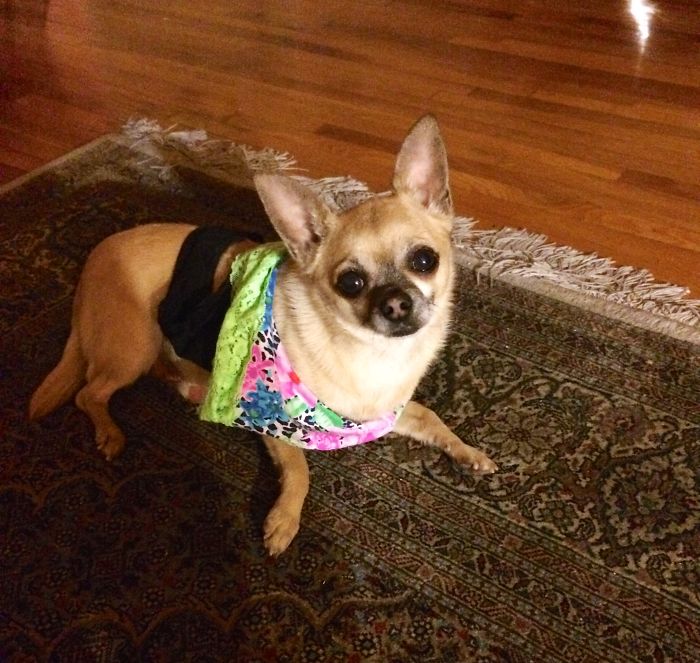 Who Owns A Pet As Naughty As A Little Demon? Who Owns A Pet As Naughty As A Little Demon?