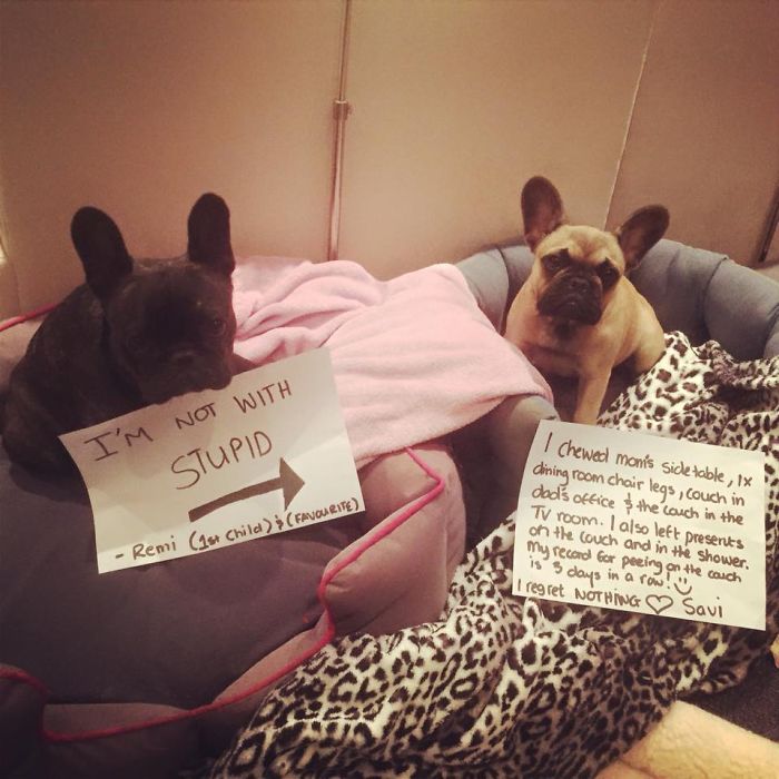 Who Owns A Pet As Naughty As A Little Demon? Who Owns A Pet As Naughty As A Little Demon?