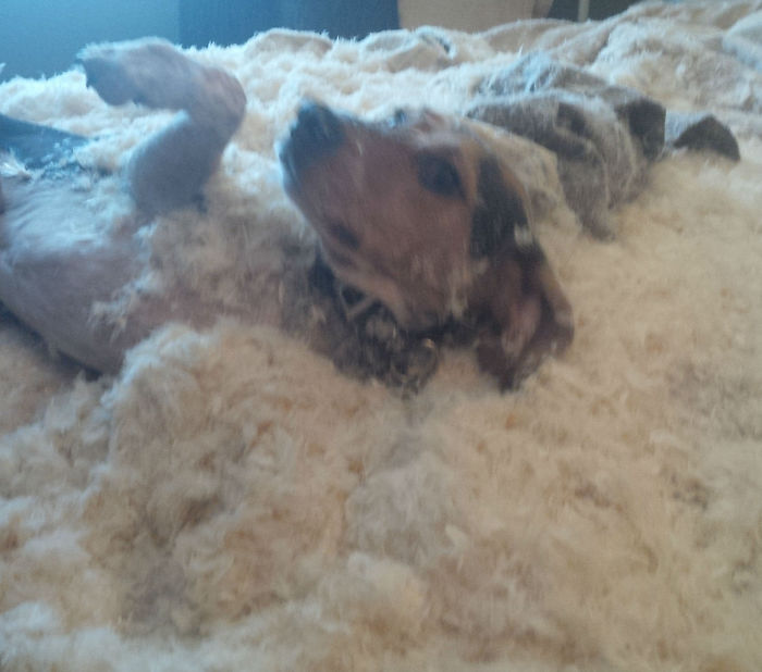 Who Owns A Pet As Naughty As A Little Demon? Who Owns A Pet As Naughty As A Little Demon?