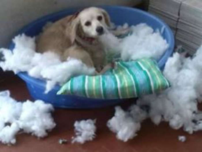 Who Owns A Pet As Naughty As A Little Demon? Who Owns A Pet As Naughty As A Little Demon?